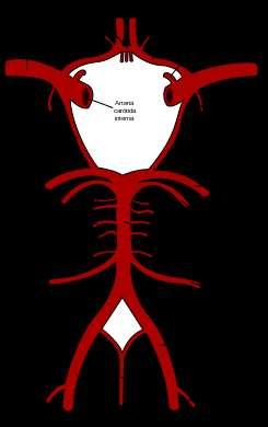 Circulo arterial cerebral: El Círculo arterial cerebral, polígono de Willis o círculo arterial de la base del cerebro es una estructura anatómica arterial con forma de heptágono