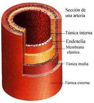 Características: Las arterias son conductos elásticos y membranosos, que presentan