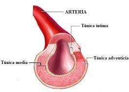 Estos vasos sanguíneos están formados por tres capas: una externa o adventicia (de