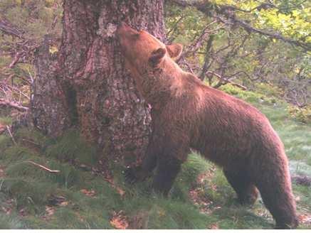 PROTECCIÓN DE COLMENARES: INTERACCIONES DEL OSO PARDO (Ursus arctos), ESTADO DE PROTECCIÓN DE LA ESPECIE A NIVEL ESTATAL El oso pardo (Ursus arctos), es una especie incluida en el Catálogo Español de