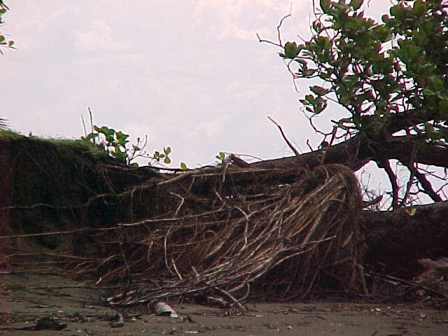 Árbol caído debido la pérdida del sustrato por erosión