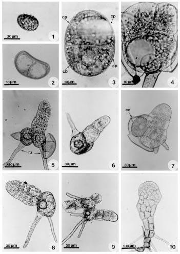 324 REVISTA DE BIOLOGÍA TROPICAL Figs. 1-10.- Gametofitos de Pleopeltis spp. 1. Espora monolete de Pleopeltis angusta; 2. Espora monolete de Pleopeltis mexicana; 3-4. Inicio de germinación de P.