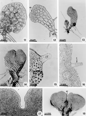 326 REVISTA DE BIOLOGÍA TROPICAL Figs. 11-18.- Gametofitos de Pleopeltis spp. 11. Gametofito laminar de P. revoluta (12 días); 12. Gametofito laminar de P. macrocarpa (40 días); 13.