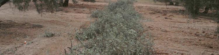 de mejorar la producción del olivar y facilitar la recogida de la cosecha.