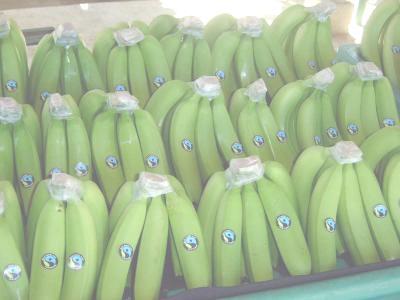 Piura: Evolución de las Exportaciones de Banano Tipo