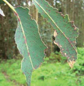 DAÑOS El daño ocasionado por el insecto afecta principalmente al tercio superior del árbol, siendo mayor en las hojas nuevas de la parte alta de la copa de los árboles (Parra y González, 1999).
