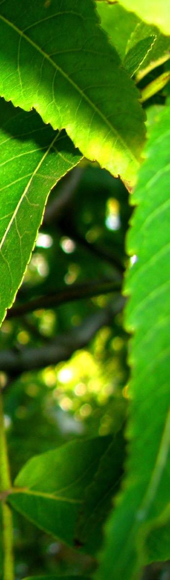 NUEZ PECANERA Nombre científico Carya illinoinensis Es un árbol caducifolio monoico que puede medir 30 m de altura.