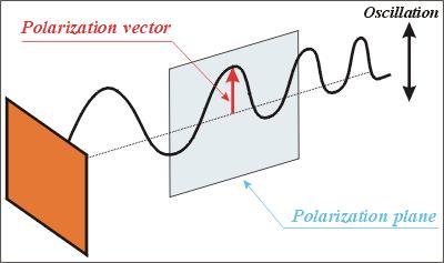 Una onda transversal oscila en la dirección perpendicular a la dirección de propagación de la onda (denominada dirección X). Existen infinitas direcciones perpendiculares al desplazamiento.