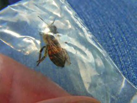 Para realizar esta medición se requiere: Un refractómetro de mano Una red entomológica Una bolsa plástica Un formato de registro Se utiliza la red entomológica o jama para capturar una de las abejas
