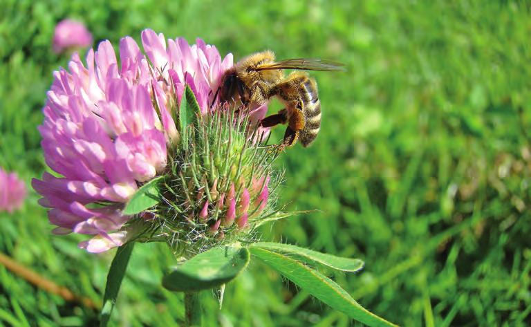 INTRODUCCIÓN Los calendarios florales apícolas son instrumentos que contienen información relacionada con las épocas de floración de las especies vegetales aledañas al apiario.