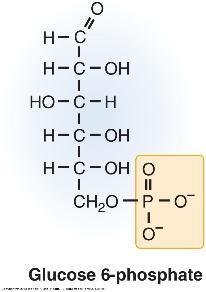 Los monosacáridos forman estructuras cíclicas Formación de un nuevo carbono