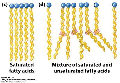 Empaquetamiento de los ácidos grasos El grado de empaquetamineto depende de la cantidad de acidos