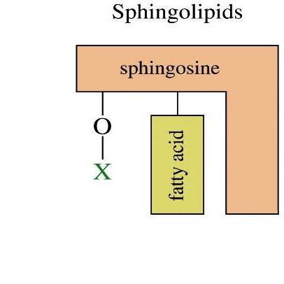 Esfingolípidos Son componentes estructurales de las membranas celulares No contiene glicerol sino