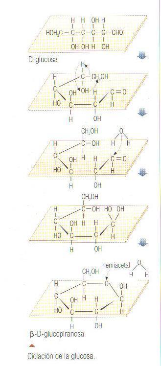 Ciclación D-glucosa mediante proyección de Haworth Representa conformación geométrica del
