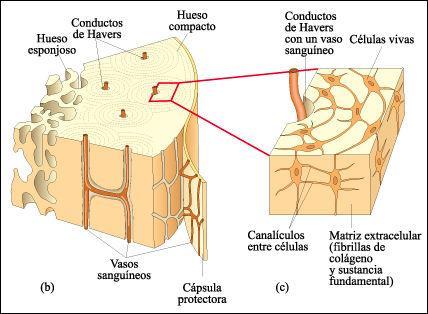 Es el más resistente de los tejidos. Las células se llaman osteocitos.