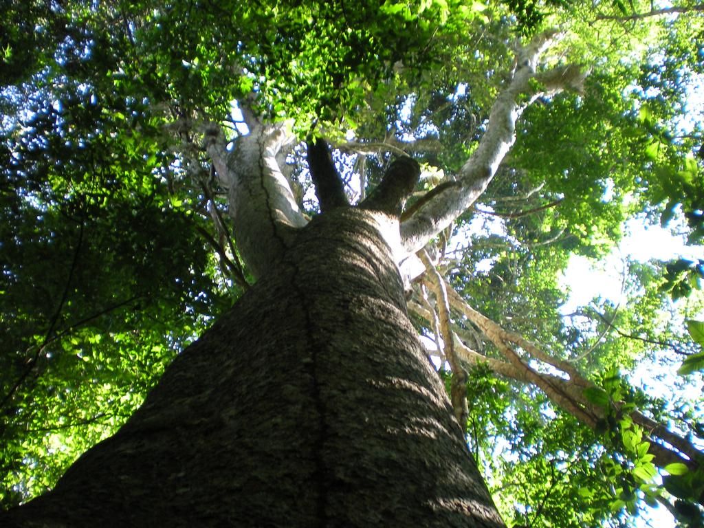 Bosquejo Biomasa del bosque en la superficie del suelo Características provenientes de datos existentes Estudios basados en