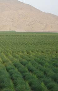 INTRODUCCION Durante los años de producción del cultivo de espárrago en Perú, se han manejado una gran diversidad de fórmulas de fertilización, y distribución de su aplicación.
