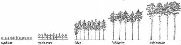 Estudio del potencial energético de la biomasa en Debabarrena Biomasa forestal Energía térmica Biomasa total (todos los tipos de árboles) Selección de especies: Eucalyptus y Pinus