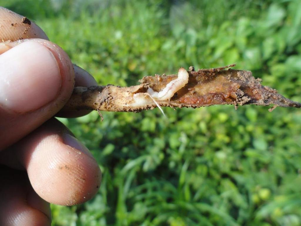Larva de Sagalassa en una raíz
