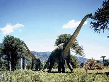 Brachiosauros El Brachiosaurus El Brachiosaurus o braquiosaurio, cuyo nombre significa lagarto con brazos, fue uno de los dinosaurios cuadrúpedos más altos que se conocen, a partir de esqueletos casi