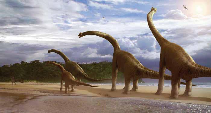 Dieta Con un peso que debía rondar las 80 toneladas, tanto como 12 elefantes juntos, el Brachiosaurus era un dinosaurio gigante que tenía que alimentarse constantemente.