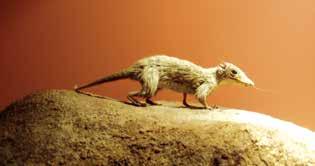 Mamíferos En la era de los dinosaurios, vivieron también pequeños mamíferos,