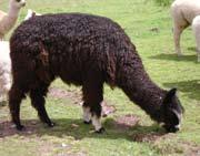 YANA PAQOCHA Ecotipo: Yana Paqocha - Negro Color del vellón: Negro oscuro Estado en Labraco: Amenazada MÁS INFORMACIÓN: - En Labraco y Hanchipacha, del total de las alpacas registradas, el 51% aún es