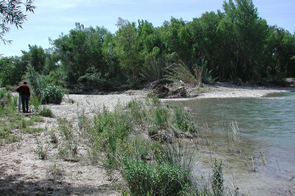 Río Gállego, dos brazos: para crear variedad de habitat
