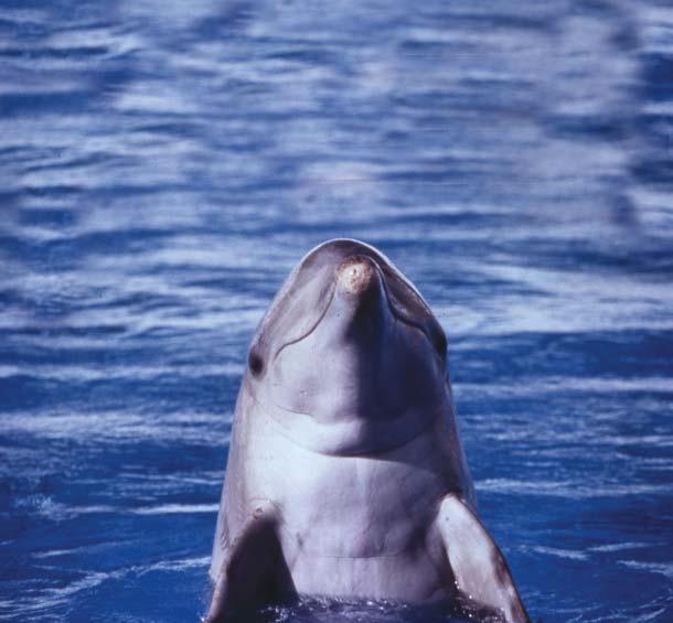 Entre el cabo de Creus y el golfo de Cádiz, 16 áreas de especial interés para su conservación Texto: Carmen Recuero Delfín mular.