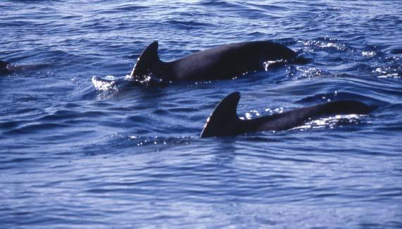 El Proyecto de Identificación de Áreas de Especial Interés para la Conservación de los Cetáceos en el Mediterráneo Español aporta los datos científicos necesarios para la conservación de los cetáceos
