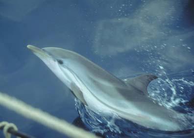 El grupo de estudio del sector central se encargó de seguir principalmente la población del delfín listado.