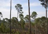Pesquero. Desarrollo de Zonas Forestales. Integración de la economía en los territorios forestales y sustentabilidad ambiental.