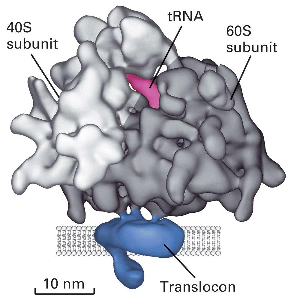 Translocador, translocón o complejo Sec61 La cadena polipeptídica cruza la membrana del RE a