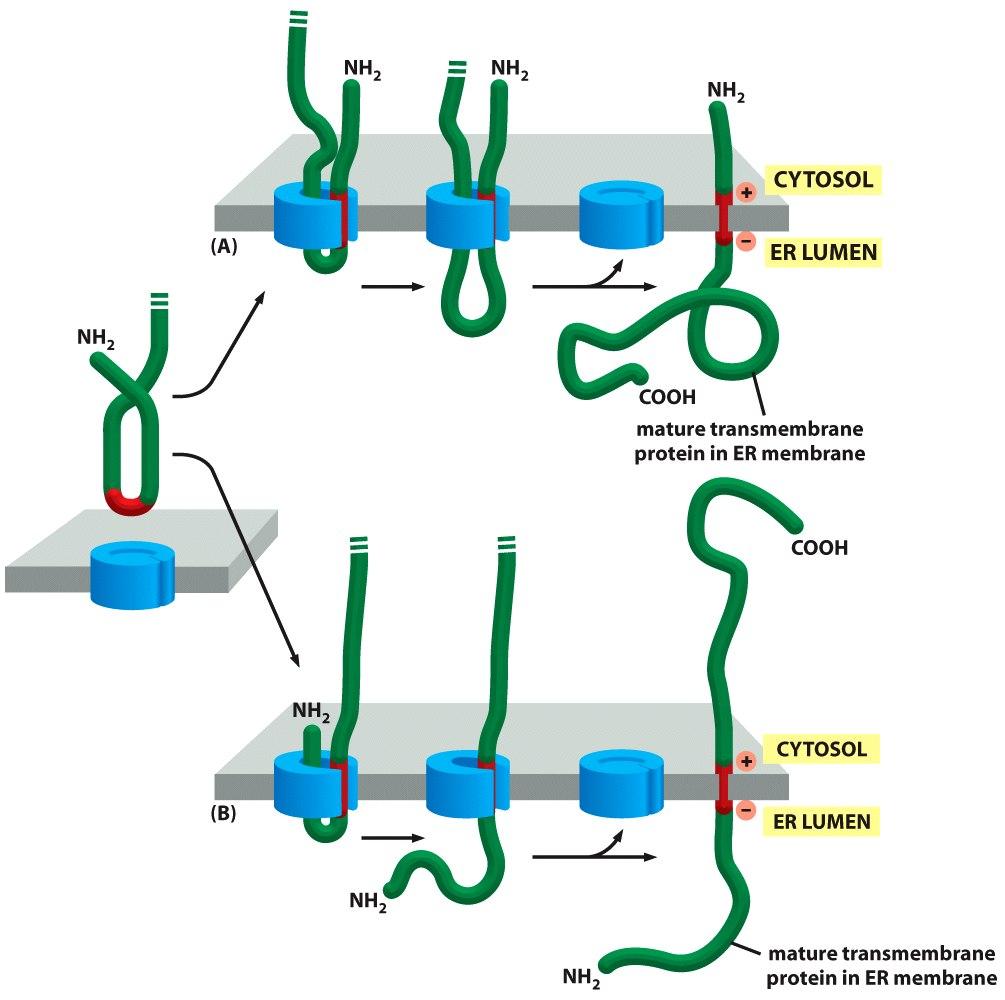 Figure 12-47 Molecular Biology of the Cell ( Garland Science 2008) Síntesis e inserción en la membrana del RE de proteínas con múltiples segmentos hélices!