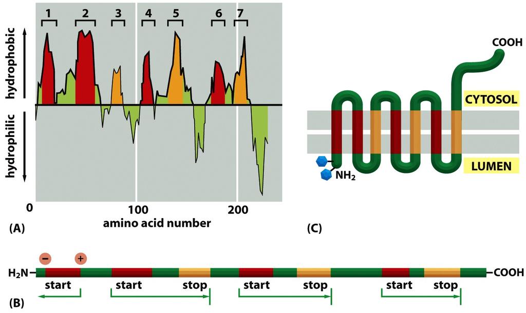 Figure 12-49 Molecular Biology of the Cell ( Garland Science 2008) Glicosilación de unión-n Las proteínas que ingresan al