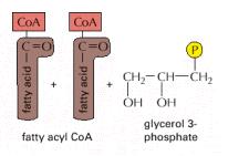 citosólica de la membrana del RE a partir de precursores citosólicos solubles.