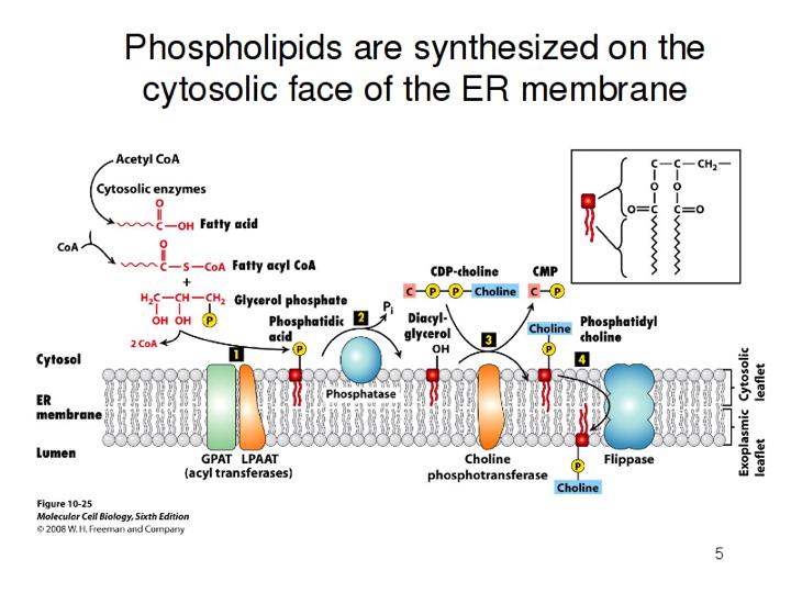 Los fosfolípidos se distribuyen asimétricamente en las dos monocapas, de las membranas plasmáticas.