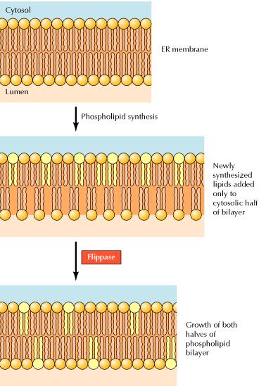 monocapa externa y los lípidos con grupos amino (PS y PE) se encuentran en la cara citosólica.
