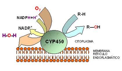 conjugados más hidrosolubles que pueden ser excretados (complejos de citocromos P450).