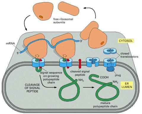 Síntesis de proteínas asociadas al RE Las proteínas solubles o de membrana que serán destinadas al RE poseen una secuencia de aminoácidos que confoma una señal hidrofóbica específica ubicada en el