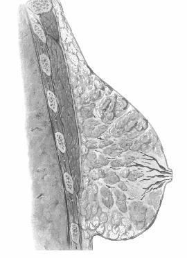 cutáneo Cápsula fibrosa Entre la glándula y la fascia