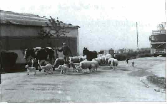 B) Producción lechera En este apartado nos referiremos únicamente a la leche de vaca ya que la leche de oveja y cabra tiene muy poca importancia en Galicia. La producción total en 1989 alcanzó los 1.