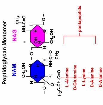 Inhibición síntesis de pared Proceso complejo de 4 etapas: Formación del precursor