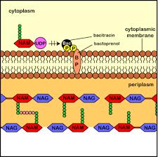 transportador de la membrana citoplasmática, por lo que