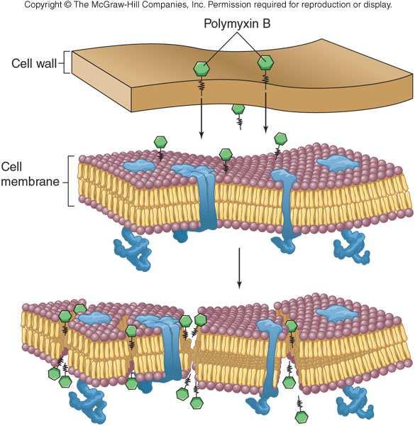 Membrana Citoplasmática Polimixina-Polienos Produce injuria en la membrana, alterando la permeabilidad. Hay pérdida de metabolitos y lisis celular.