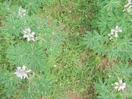 Cultivo de lupino amargo en primera floración al cual se aplicó herbicida graminicida tepraloxydim de postemergencia sin aplicación de herbicida de preemergencia Malezas de hoja ancha Como ya fue
