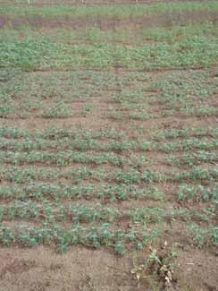 aplicación (izquierda) Un herbicida de postemergencia contra malezas de hoja ancha, que