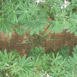 Cultivo de lupino amargo en primera floración donde se aplicó herbicida simazina de