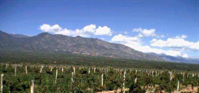 Los Viñedos Las uvas proceden de la finca San José de Chimpa, ubicada a 10km.