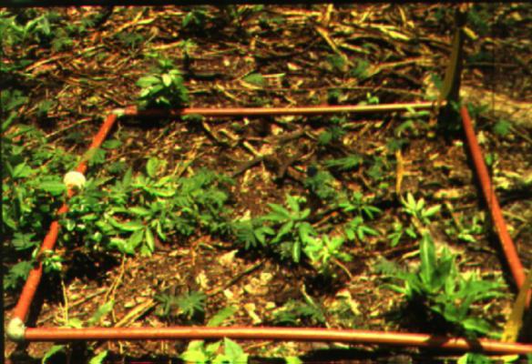 Metodos de Determinación de la Densidad Poblacional en vegetación CUADRANTES Una de las formas